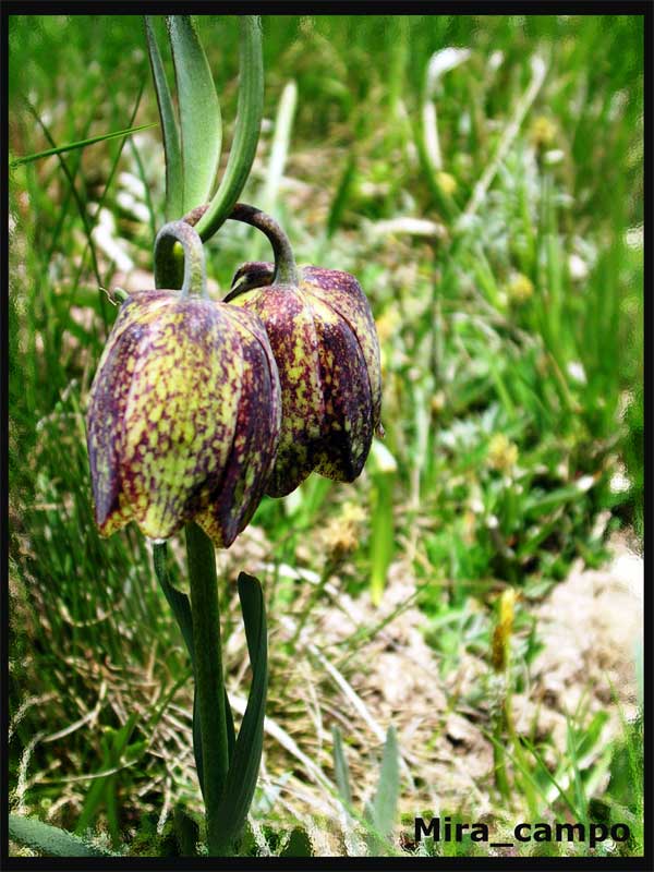 Fritillaria tenella / Fritillaria minore